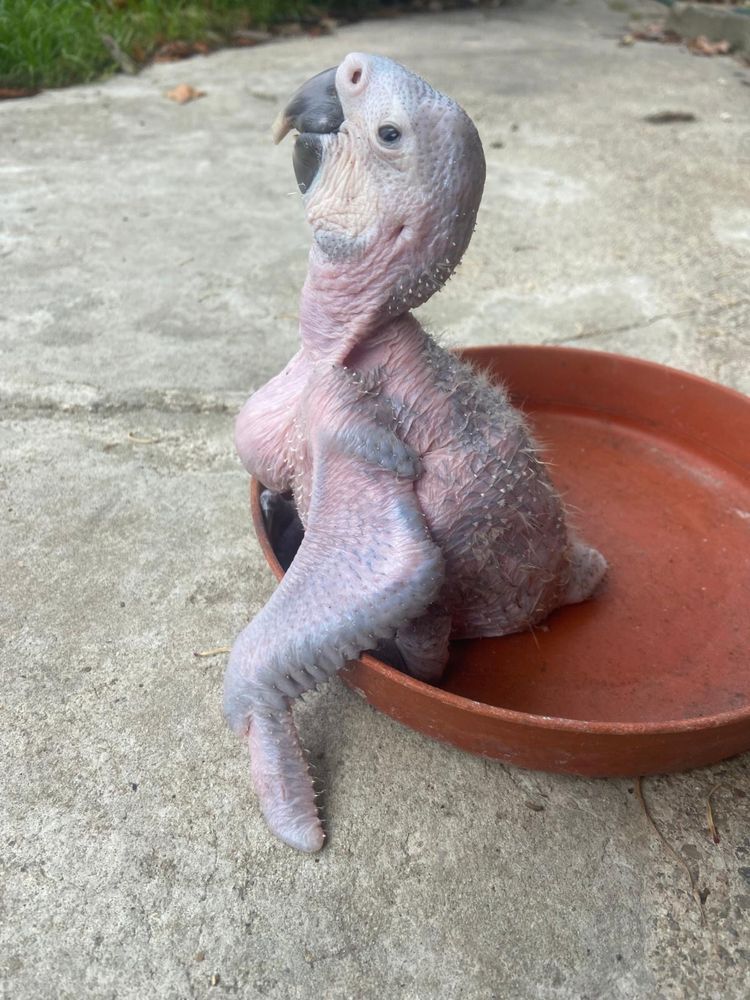Vendo araras araraúnas