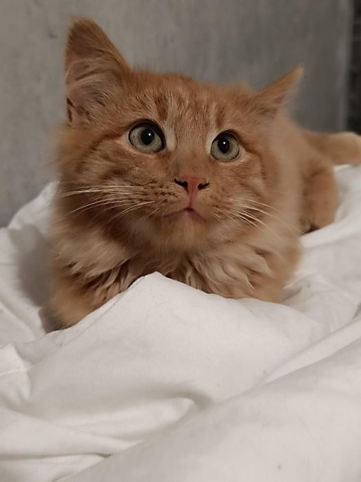 Рыжий котёнок львёнок бесплатно