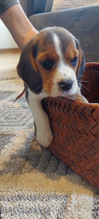 BEAGLE maluszek-
