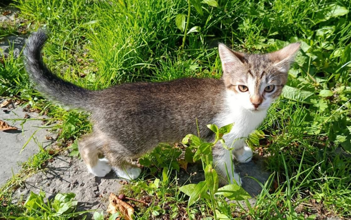 Кошенята в добрі руки