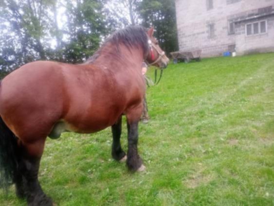 Witam Sprzedam ogiera