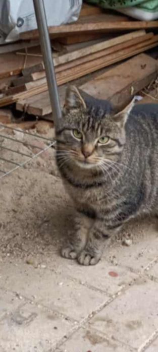 Kocurek zgubił drogę do domu