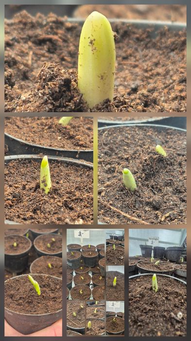 Przebiśniegi galanhus