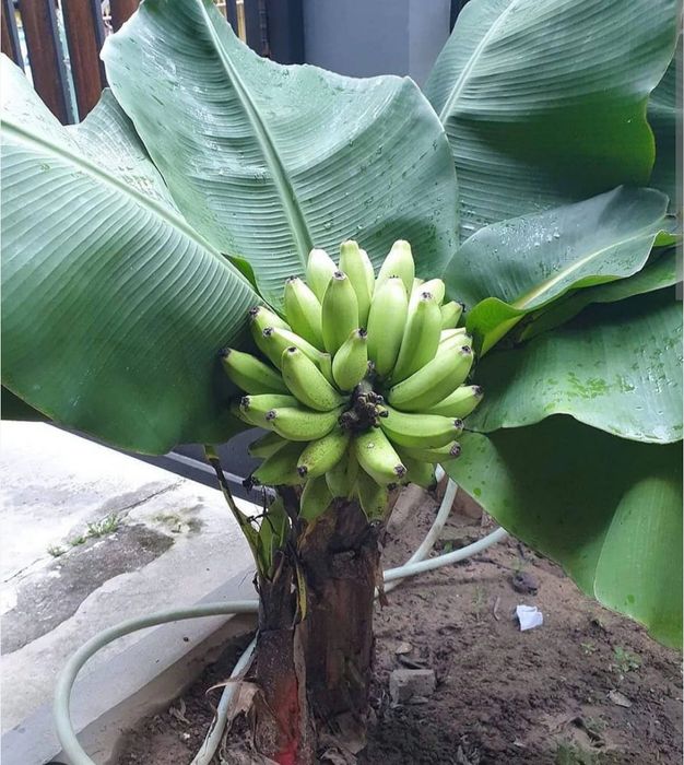 Bananeira Musa acuminata Dwarf Cavendish