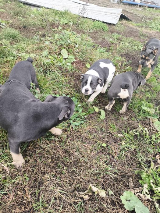 Piesek buldog  francuski