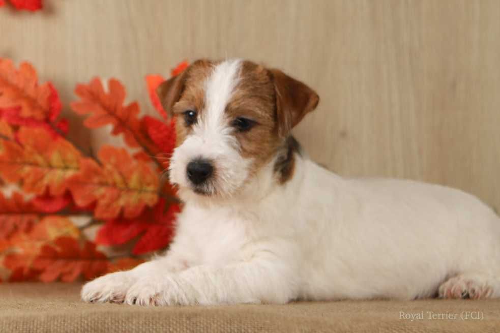 piesek Jack Russell terrier ZKWP/FCI szorstkowłosa