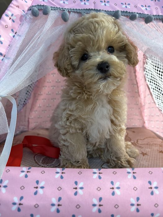 Maltipoo Mini Suczka
