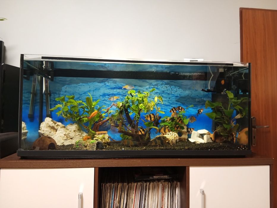 Akwarium  240l. z życiem, wzmocnioną szafką,  filtrami itd.