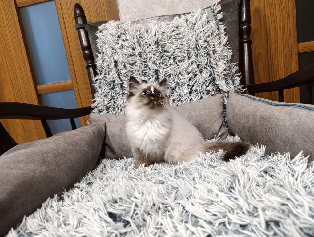 Kot ragdoll - kotka ragdoll z niebieskimi oczami- RODOWÓD