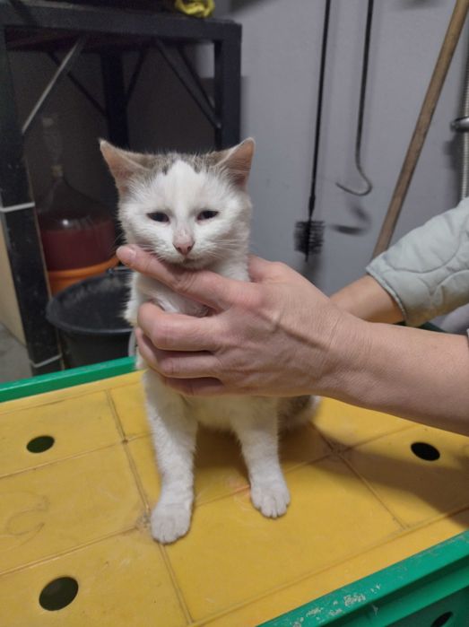 Oddam młode kotki w dobre ręce