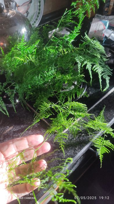 Espargos plumosos para arranjos florais