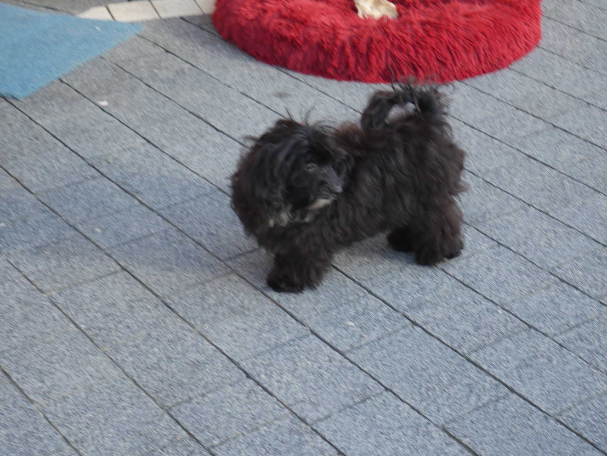 Maltipoo  Ostatni pies