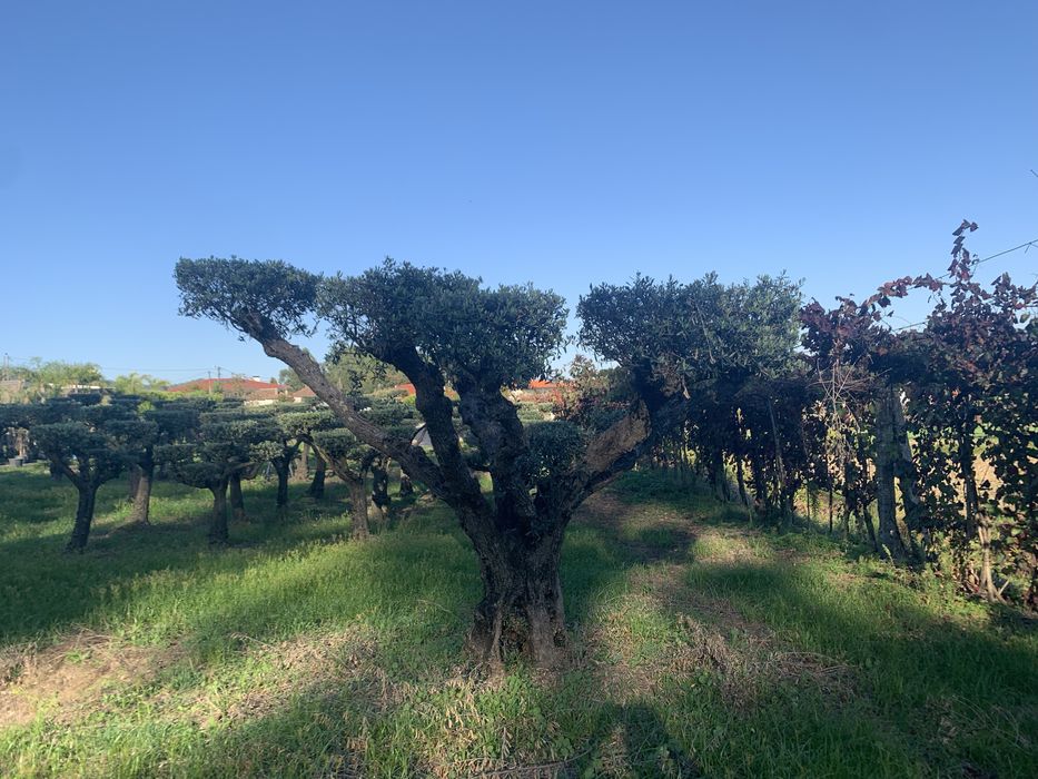Oliveiras selecionadas