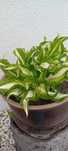 Funkia Hosta ,dekoracyjna roslina