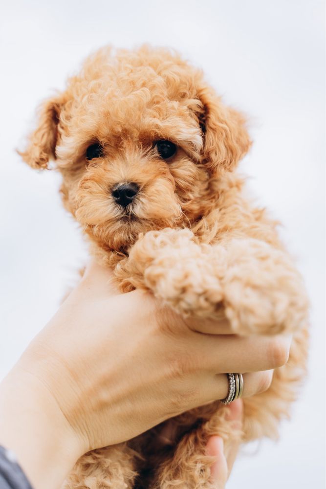 Maltipoo puppy boy (mini)