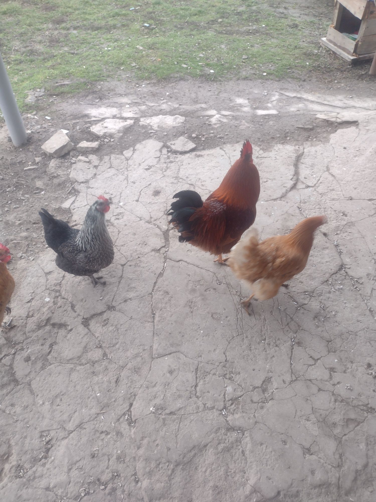 Продам молодого півня