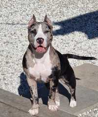 Amstaff_Merle_American Staffordshire Terrier