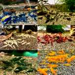 Mix kolorów krewetek Neocaridina 12 sztuk