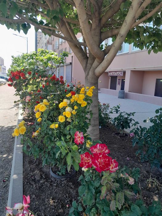 Продам участок в Аркадии. 5 соток. Под жилую застройку.