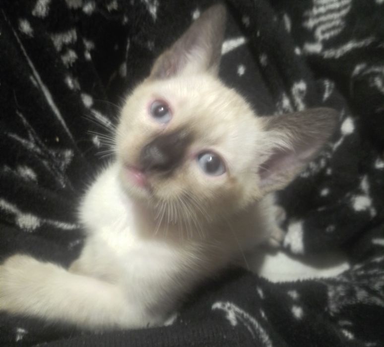 Gatinhos bebés  para adoção