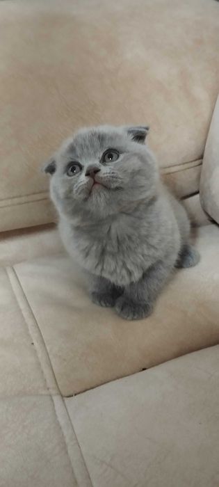 Продам чистокровних кошенят.