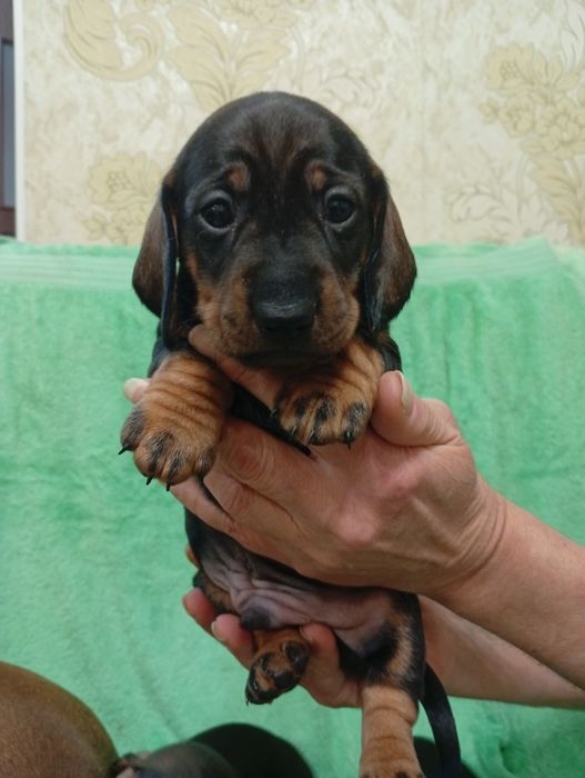 Щенки чистокровной Таксы