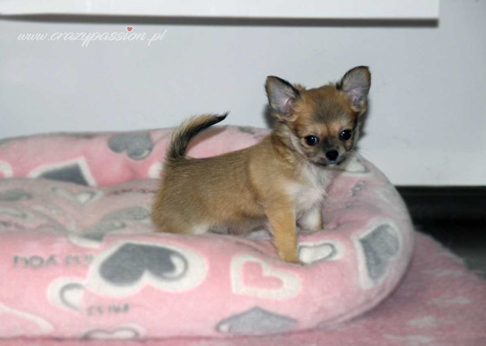 MOSCHINO Crazy Passion FCI - maleńki długowłosy chihuahua