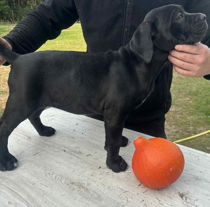 Cane Corso Italiano