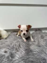 Chihuahua suczka dziewczynka sunia biała długowłosa krótkowłosa ruda
