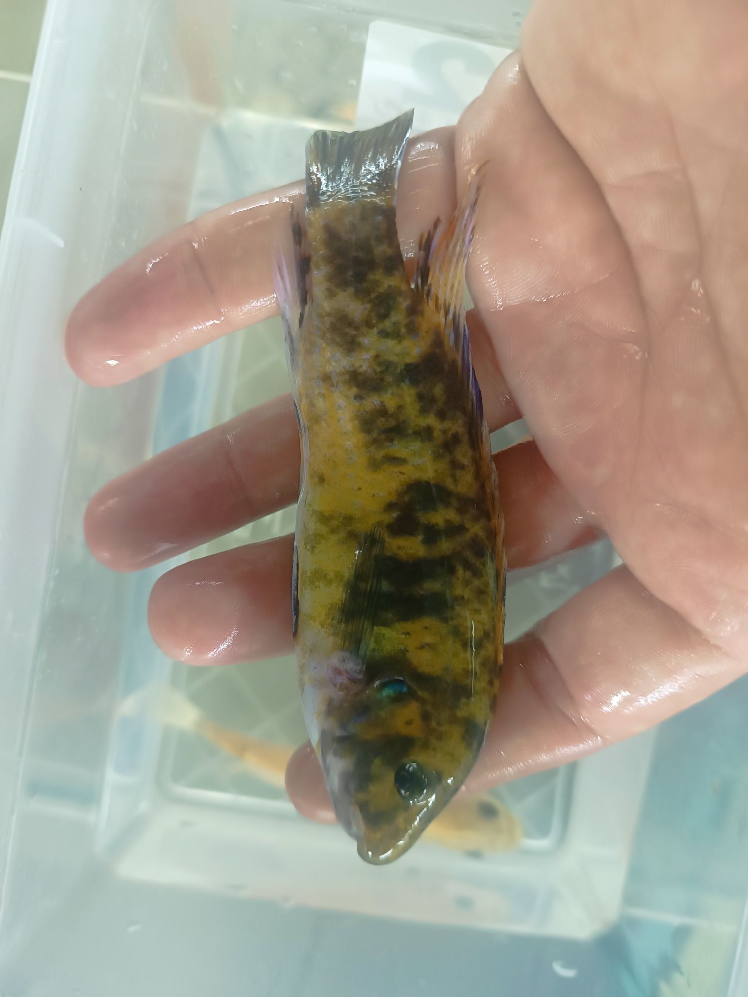 Labeotropheus Trewavasea Chillumba