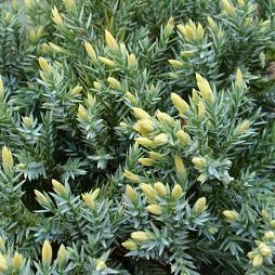 Ялівці горизонтальні, середні : Blue carpet, Dream joy , Pfitzeriana a