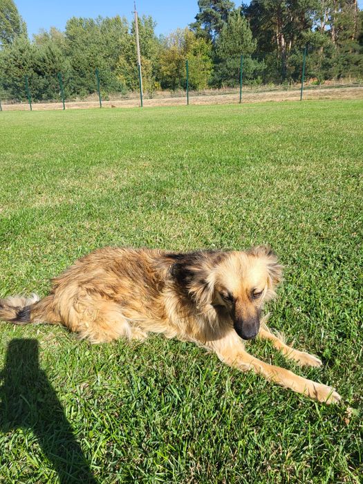 Віддамо двох стерилізованих дівчаток