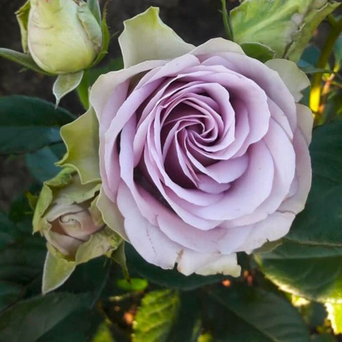 Саджанці троянд флорибунда ОПТ–Роздріб / Саженцы роз флорибунда ОПТ