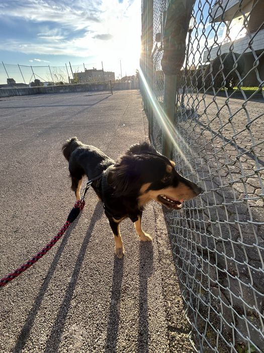 Enzo procura nova família – cão carinhoso de 3 anos