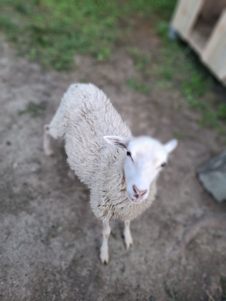 Sprzedam owieczke