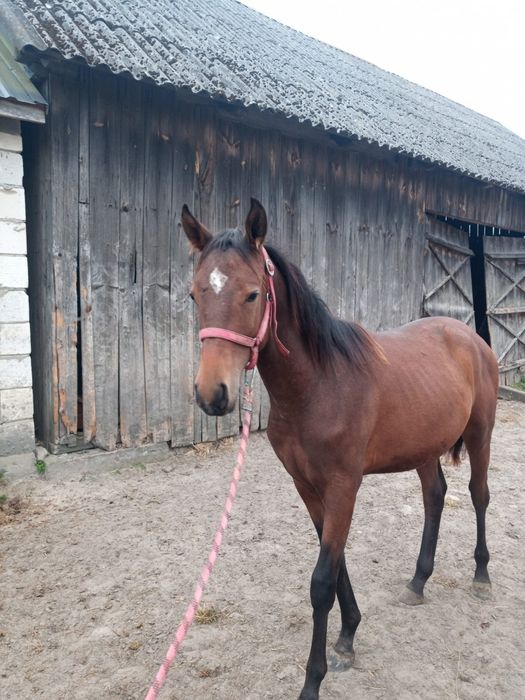 Ogier źrebak małopolski roczny