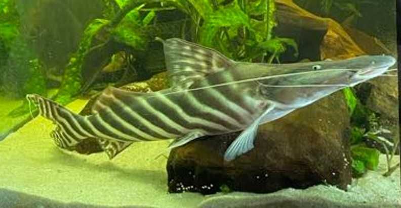Sum Tygrysi Merodontotus Tigrinus Brachyplatystoma tigrinum