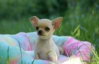 Chihuahua suczka z rodowodem