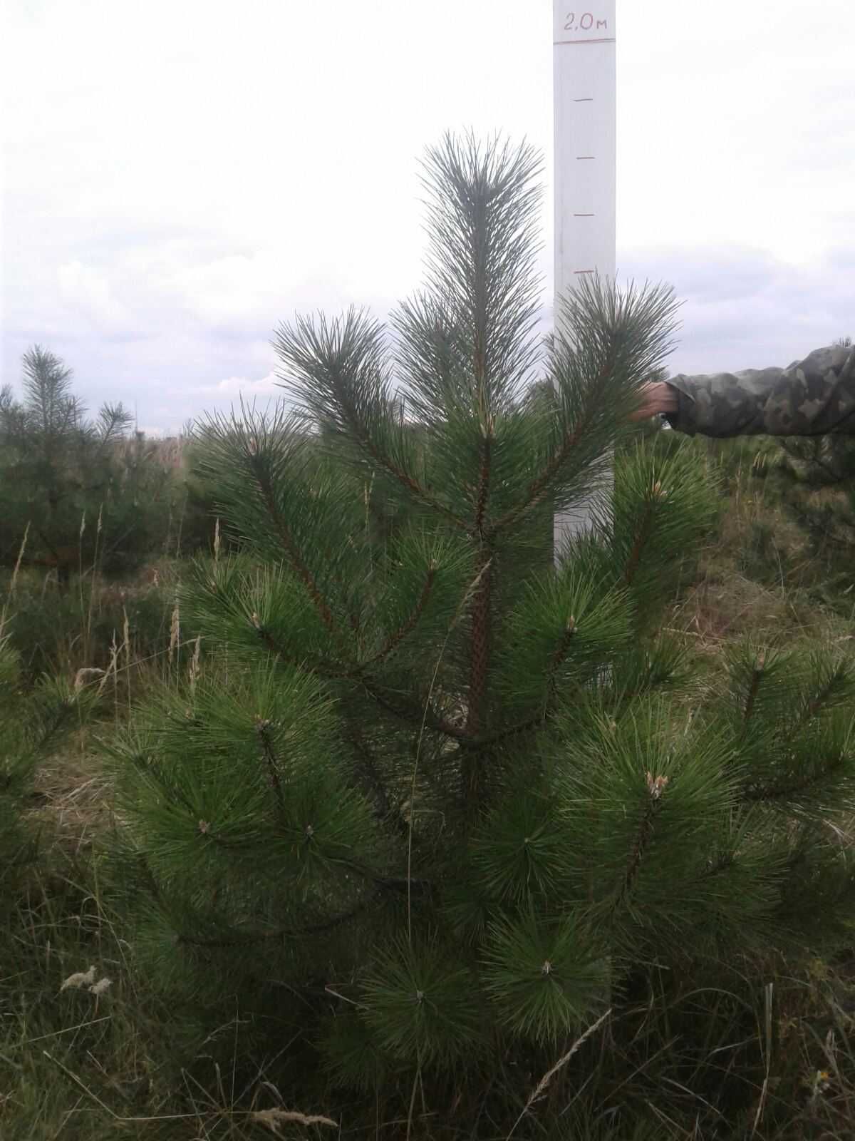 Продам кримську сосну