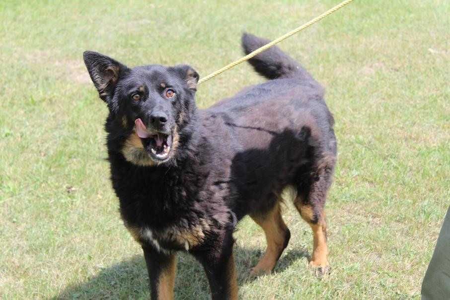 583681 Randi do adopcji.
