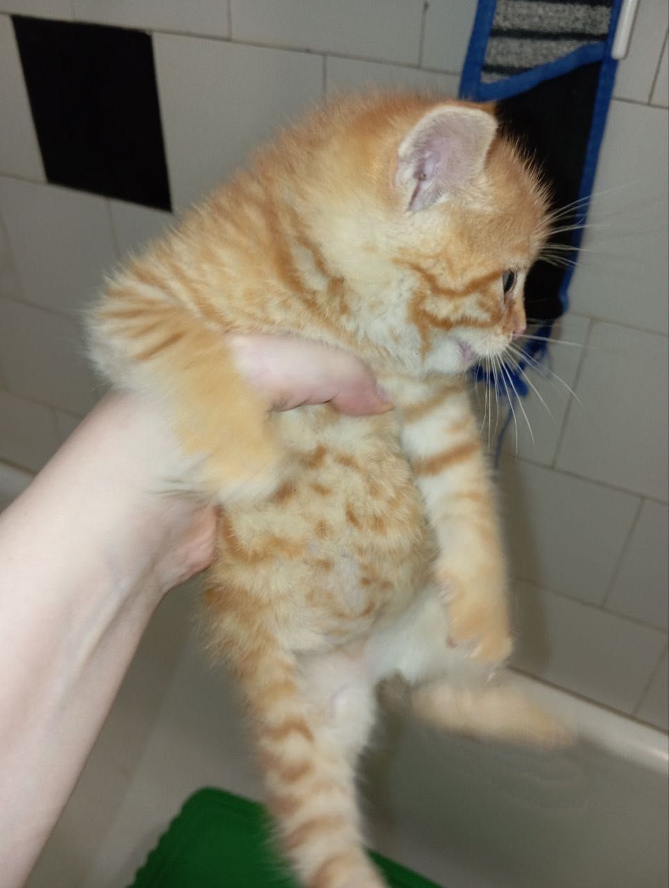 Рыжий котенок бесплатно