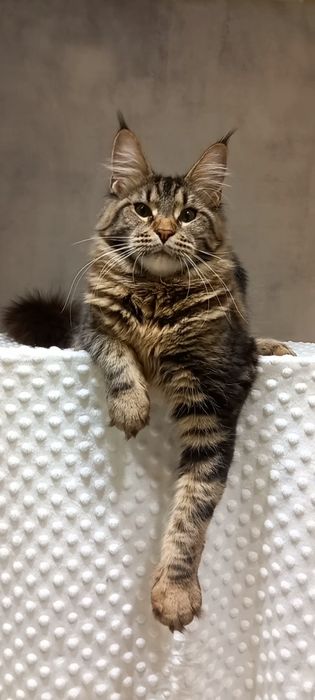 Кошечка мейн-кун: ваша антистресс-терапия и источник радости!