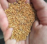 Proso żółte Danimo 24 kg. Pokarm dla papug