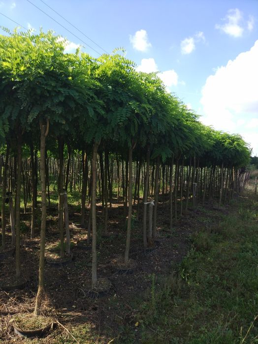 Akacja Rubinia drobnolistna. Szczepiona