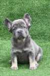 Blue tan french bulldog fluffy ТОРГ