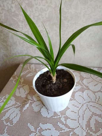 Комнатное растение Пальма веерная Панданус