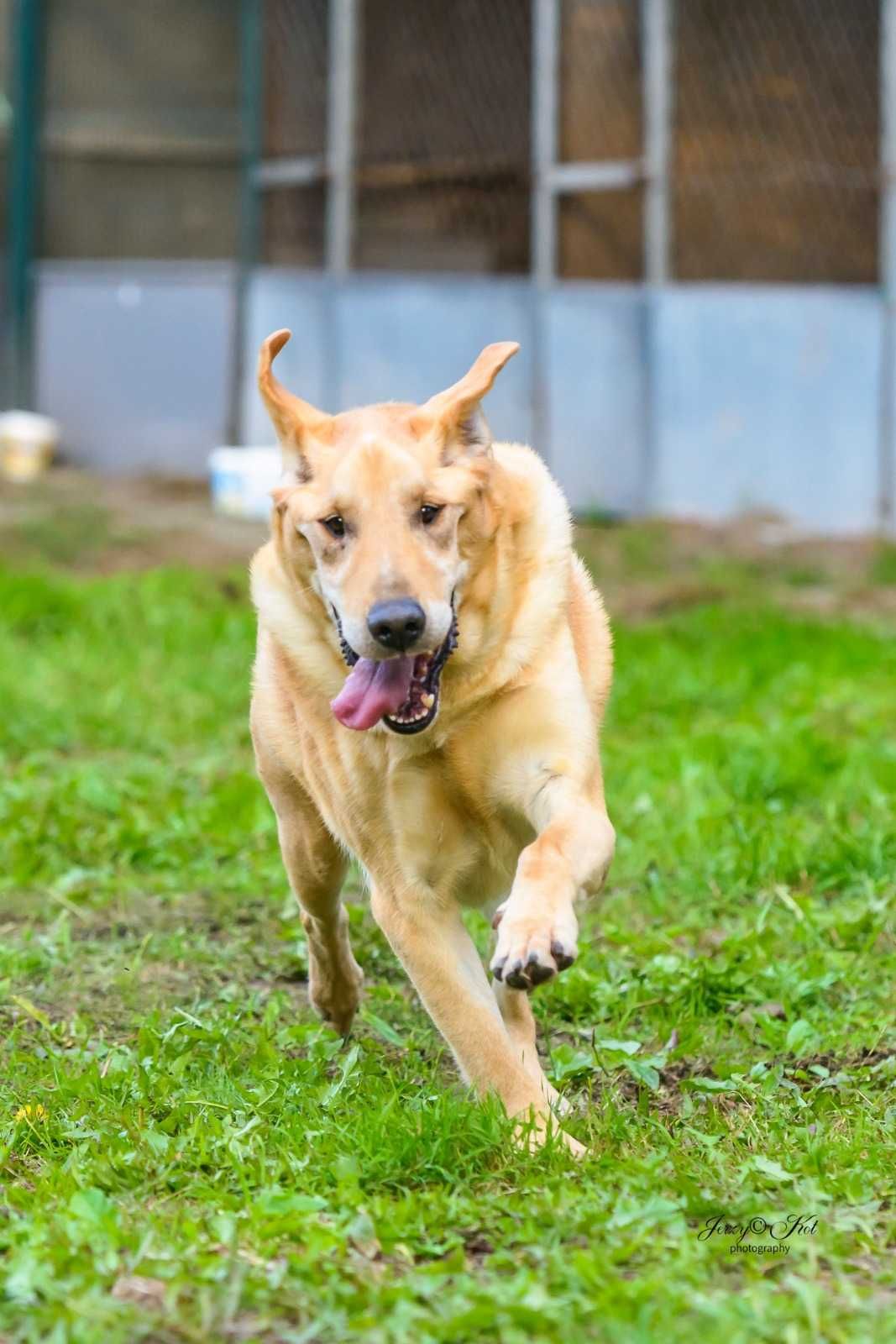 Bezowy psiak w typie labradora - super pozytywny