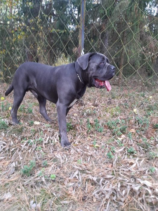 Cane Corso Repreduktor