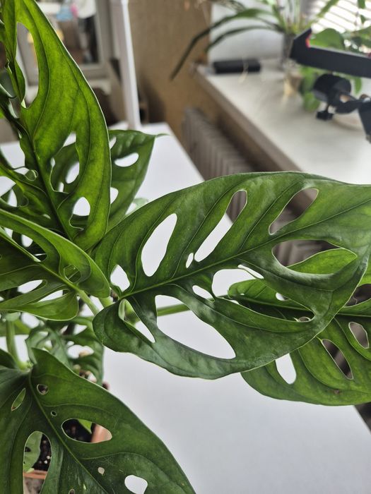 Монстера Манкі 3 міцних стовбури з великим листям