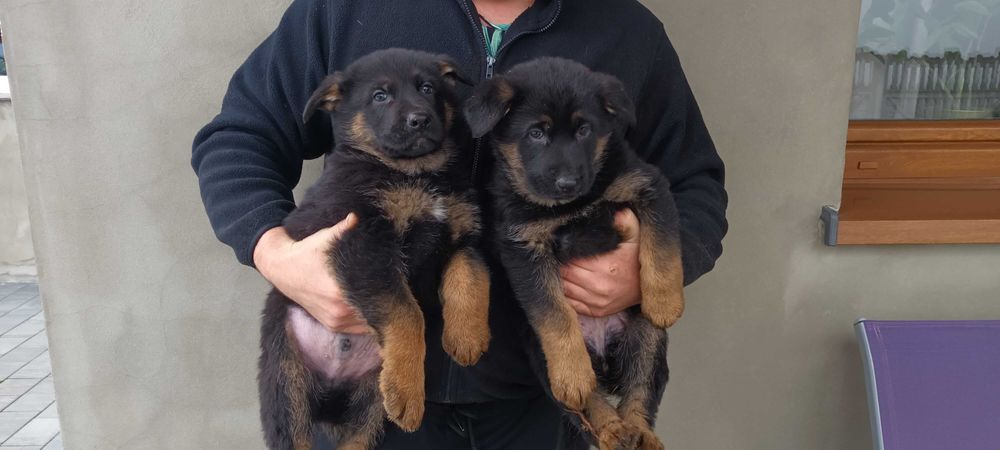 Owczarek Niemiecki krótkowłosy